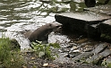 03 Giant Otter